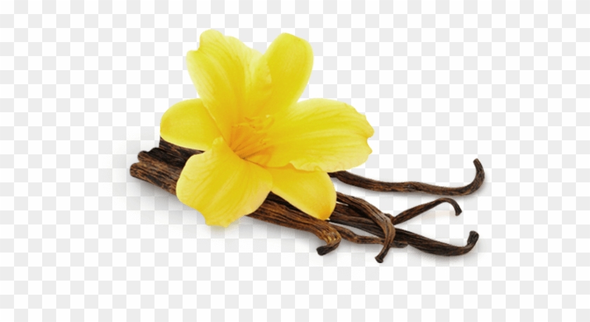 Vanille - Vanille Png #861417