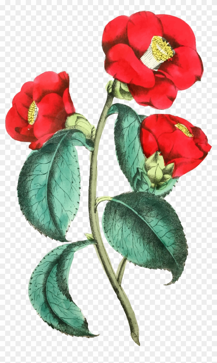 Flower Illustration 2 - Flower Illustration #157834