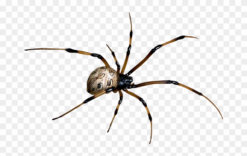 Spider Free Download Png Spider Free Png Image Spider - Araneus #160965