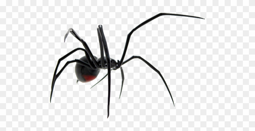 Spider - Spider #161331