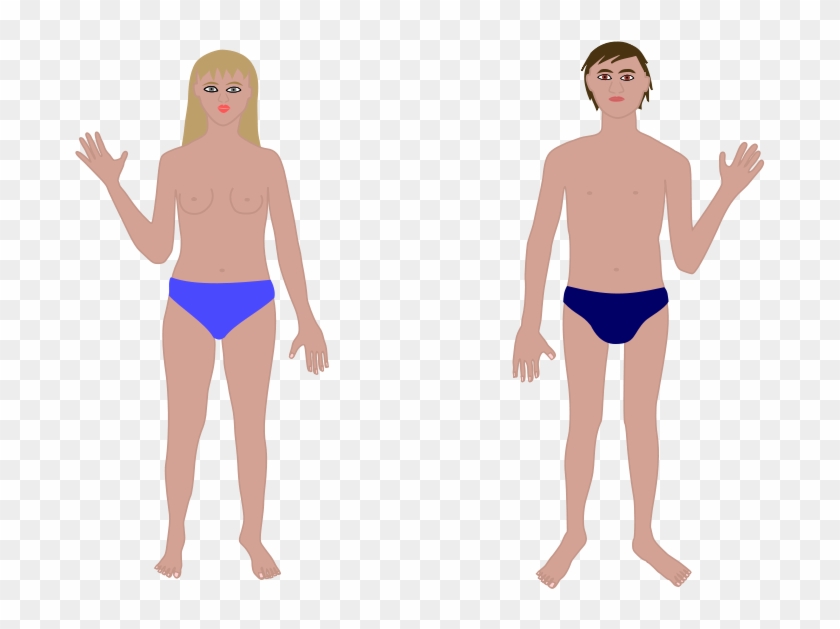 Human Body, Man And Woman Clip Art - Human Body Vectors Free #163851