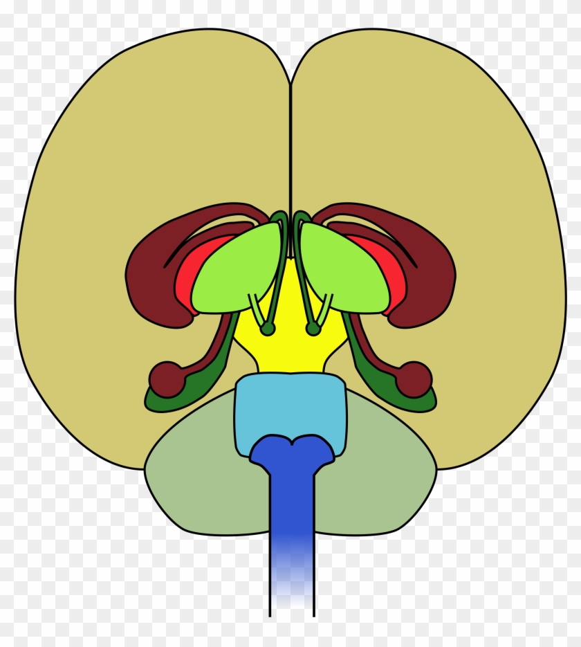 Free Brain-front View - Does A Neurologist Do #163882