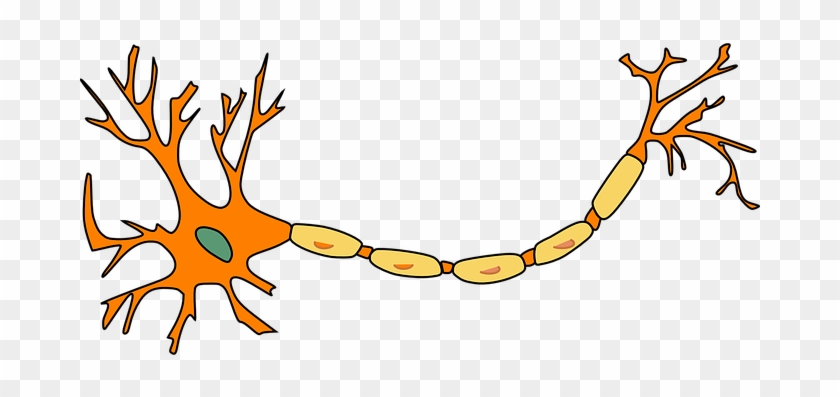 Neuron Nerve Cell Axon Dendrite Cell Biolo - Motor Neuron Not Labeled #164011