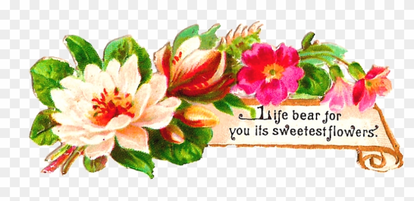 This Is A Lovely Dogwood Flower Graphic Both The White - Clip Art #861998