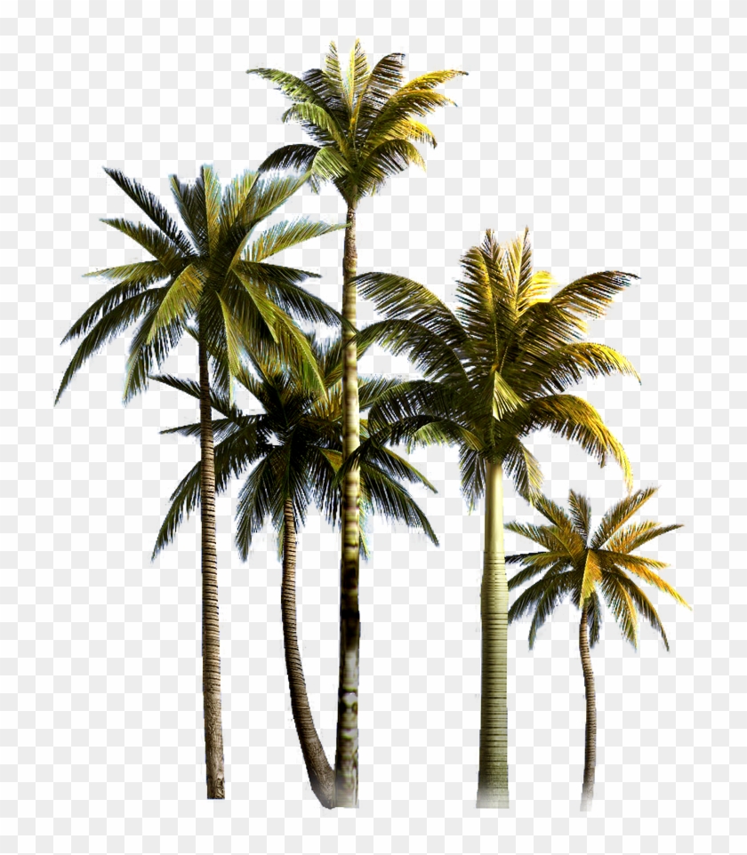 Coconut Tree Asian Palmyra Palm Euclidean Vector - Palm Tree Png #862547