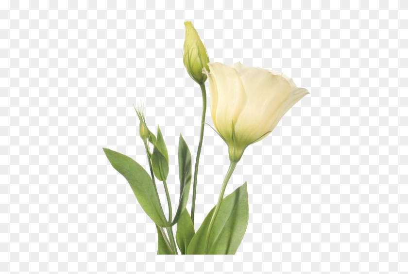 Lisianthus - Eustoma Png Flowers #862582