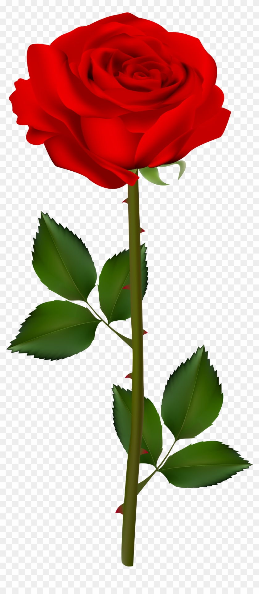Red Rose Transparent Clip Art Image - Clip Art #862926