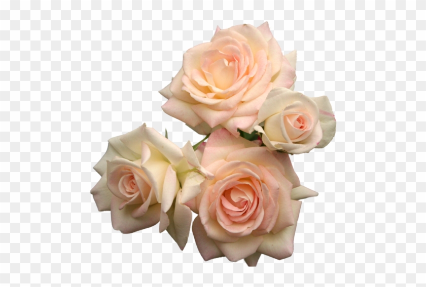 Torri - Pink Roses Transparent #863061