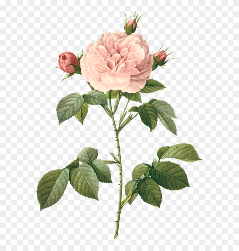 'vintage Illustration Of A Pale Pink Rose - Botanical Photos White Flowers #864629