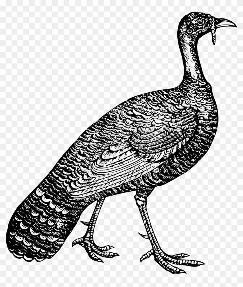Turkey Bclipart - Turkey #865338