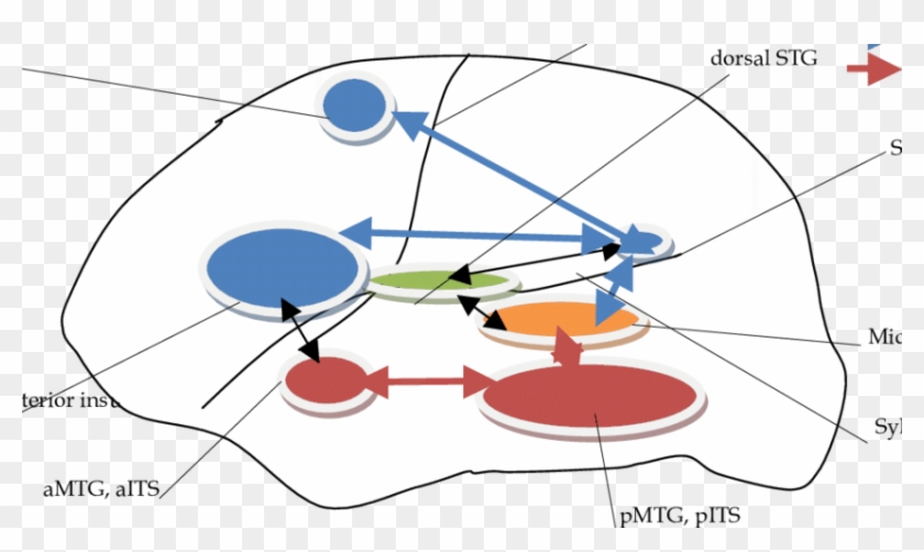 The Relevant Brain Areas In The Dual-stream Model Of - Lateralization Of Brain Function #865799