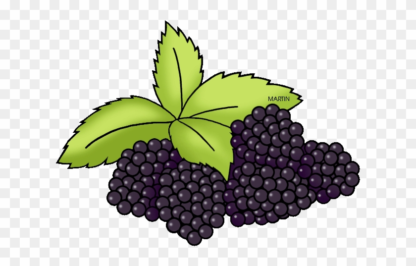 Ky State Cliparts - Seedless Fruit #866481