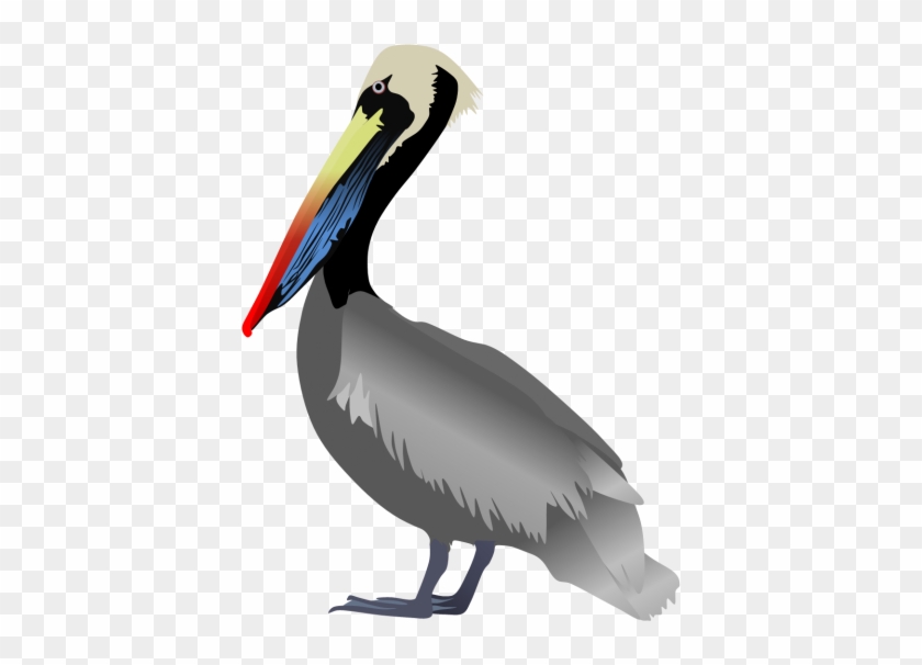 Peruvian Pelican Pictures Png Images - Brown Pelican #869293