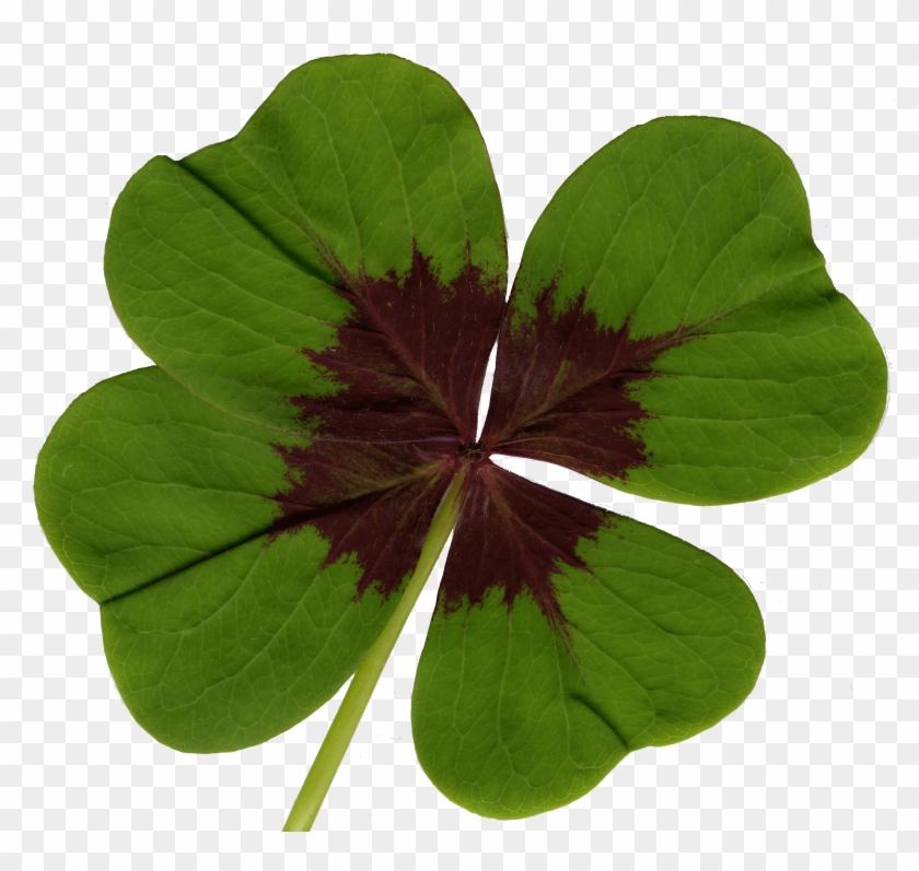 Png With Transparent Background #870269