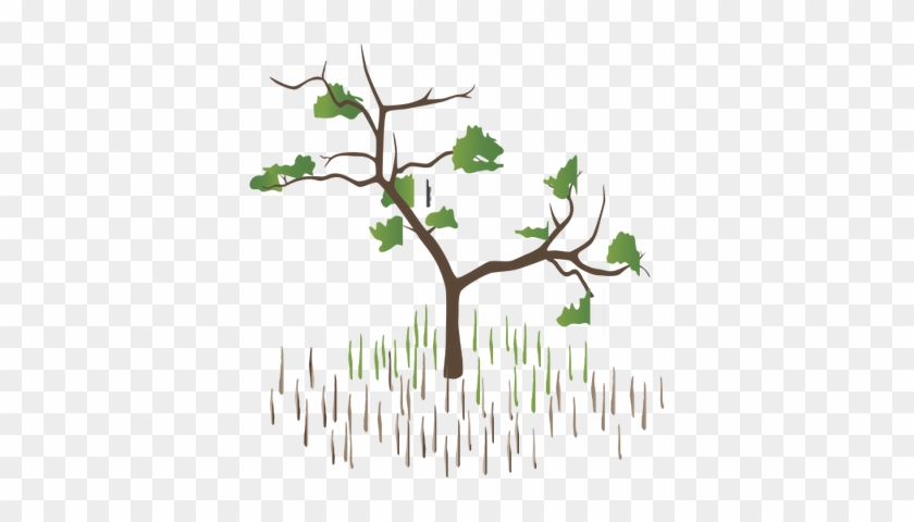 Mangrove Clipart Avicennia - Black Mangrove Drawing #871721