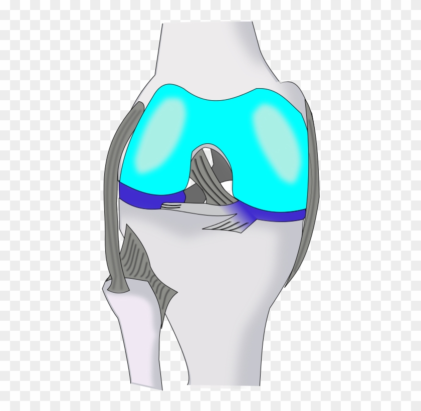 Knee Ventral - Illustration #871924