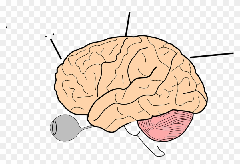 Brain Clipart Eye - Sheep Brain Clip Art #872024