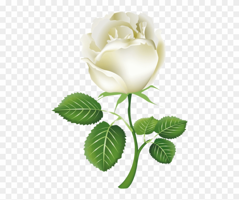 Free Png White Roses Png Images Transparent - White Rose Png #875450
