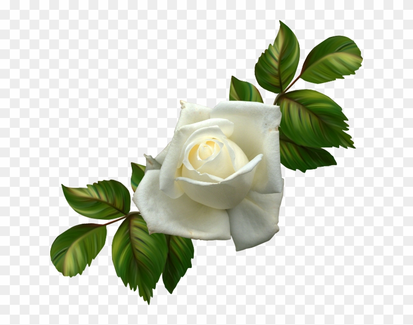 White Roses - Rose #875623