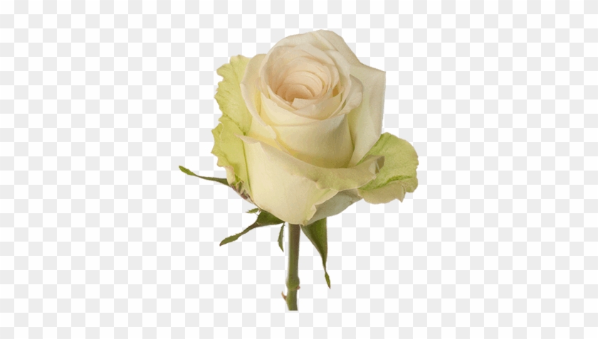 Cream - Rose Flower Cream #875689