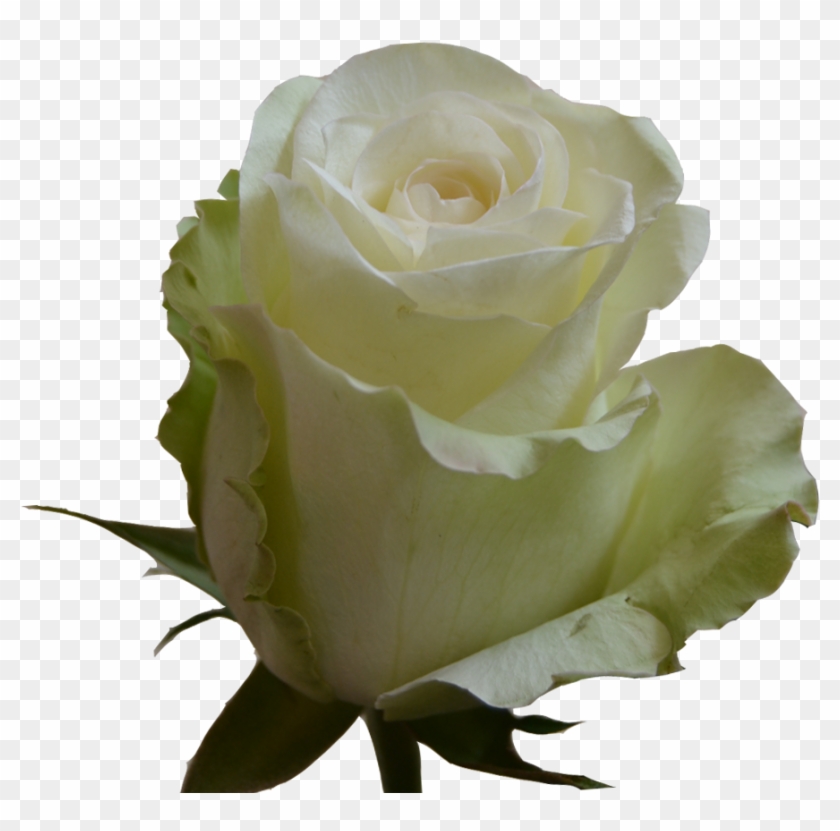 Floribunda #875713