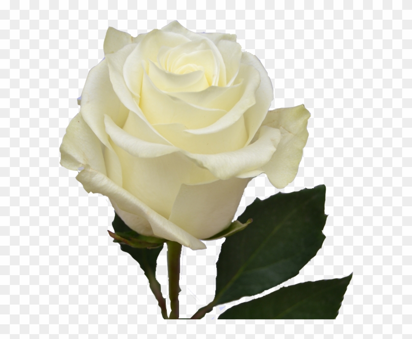 White Roses Transparent #875715