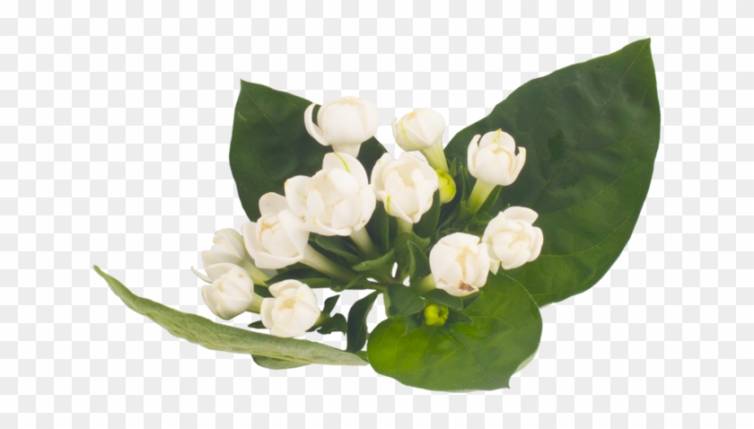 Lanxel-flower - Portable Network Graphics #875783