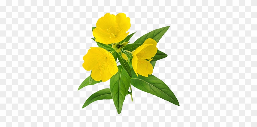 Evening Primrose Flower Oil - Evening Primrose Oil Png Transparent #875811