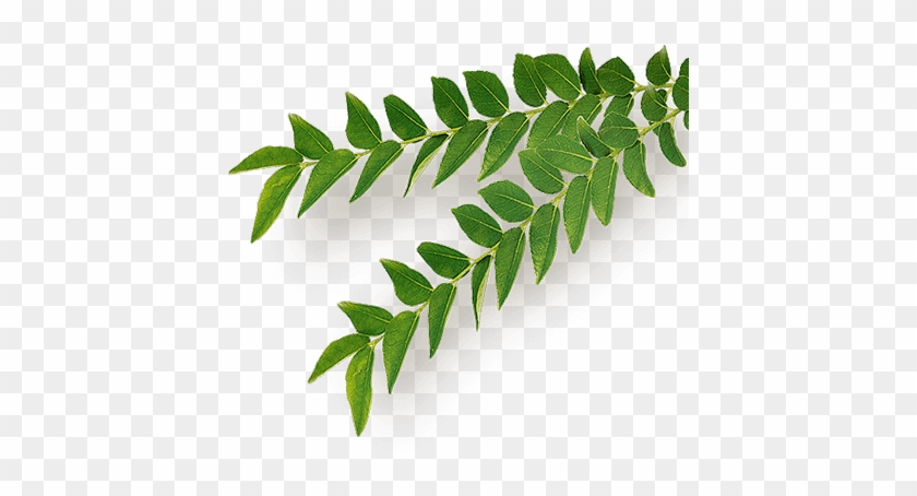 Neem - Organic Leaves Png #875816