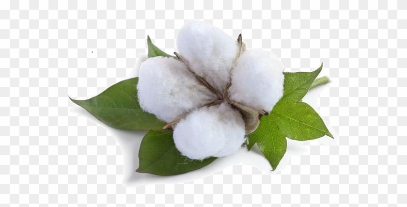 Cotton #875827