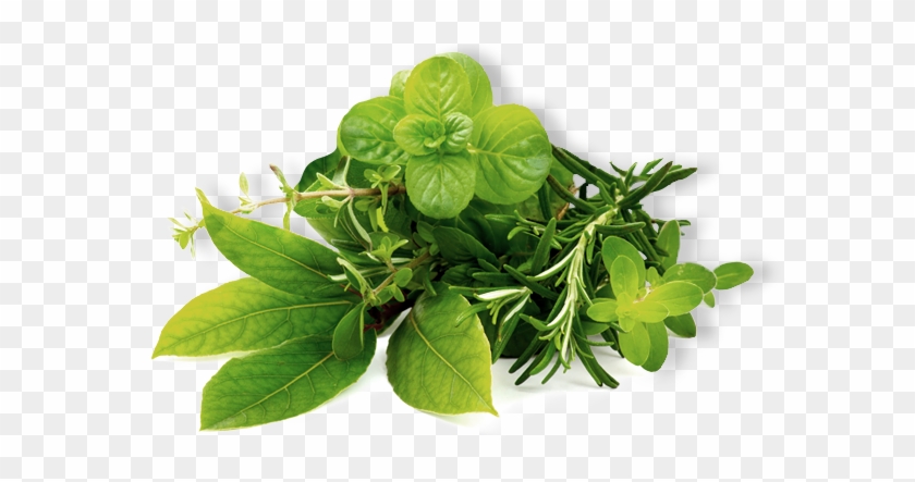 Herb - Herbs Png #875831