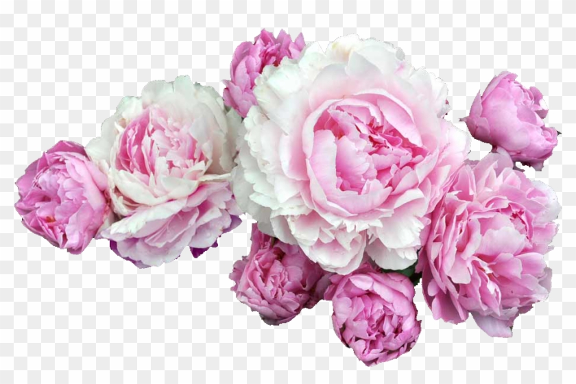 49 Images About اطواق ورد On We Heart It - Peonies Png #876117