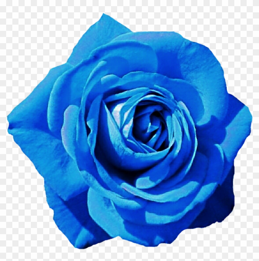   Garden Roses #876390