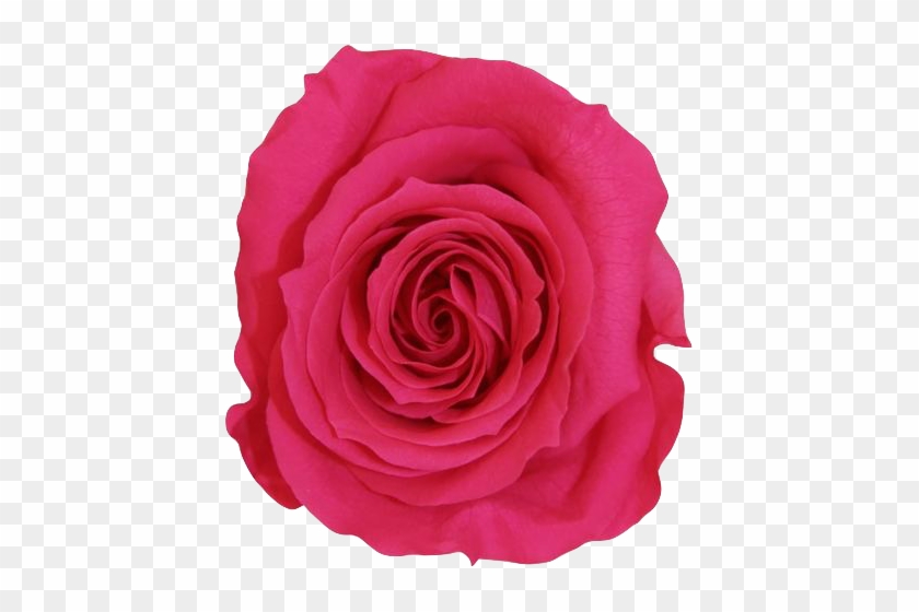 La Fabuleuse With 25 Eternal Roses - Rose #876445