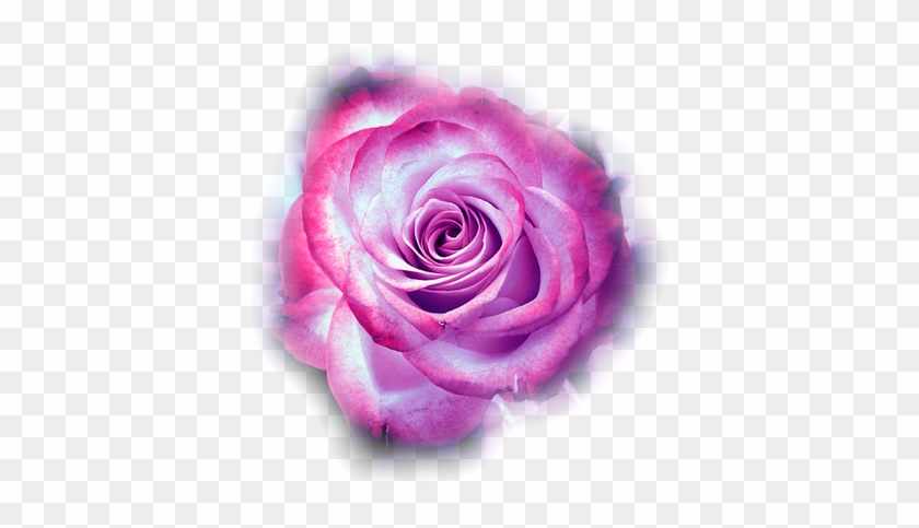 Imagens Rosa Pink #876541