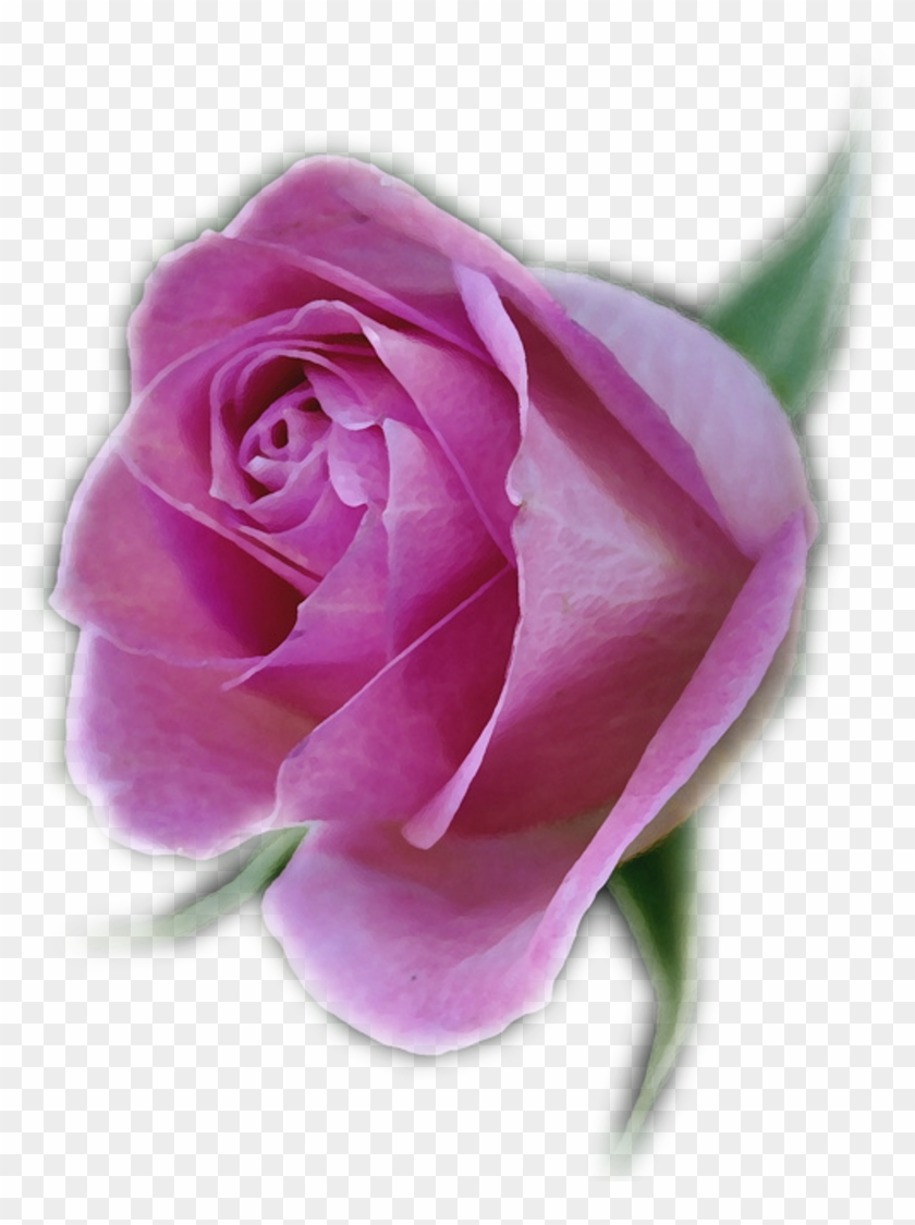 Floribunda #876575