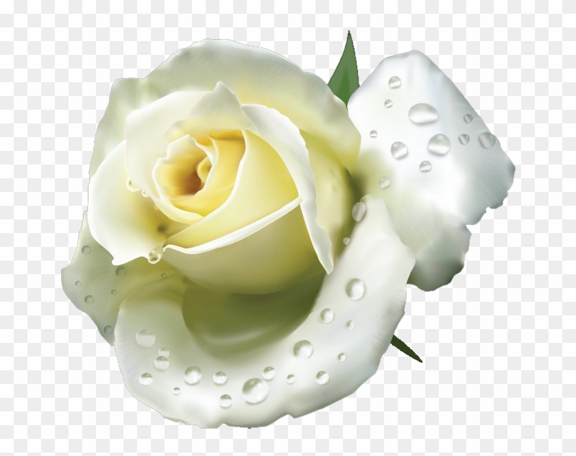White Roses - White Rose #876853