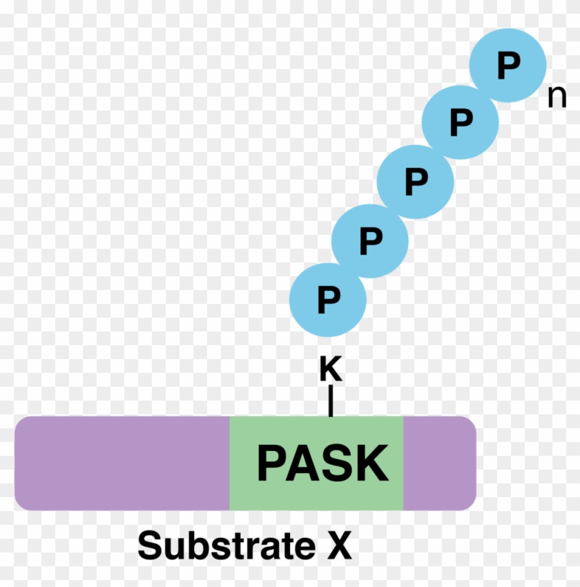 Substrate X Polyphosphorylation - Downey #880623