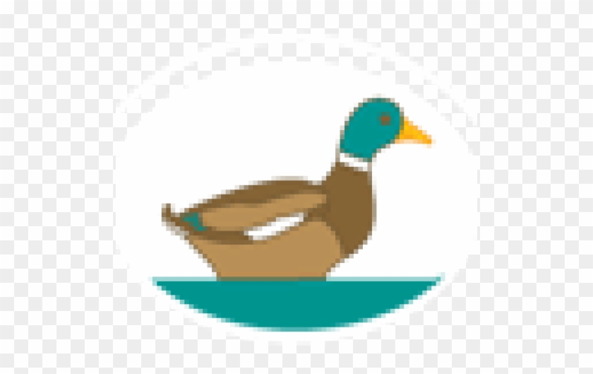 Mallard #881578