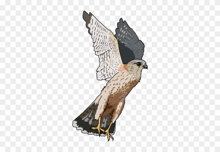 Bird Of Prey Clipart Bird Shadow Pencil And In Color - Free Use Falcon #883043