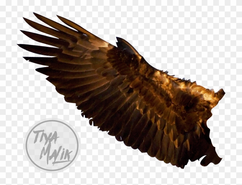 Eagle By Saltylittledreams - Eagle Wings Png #883417