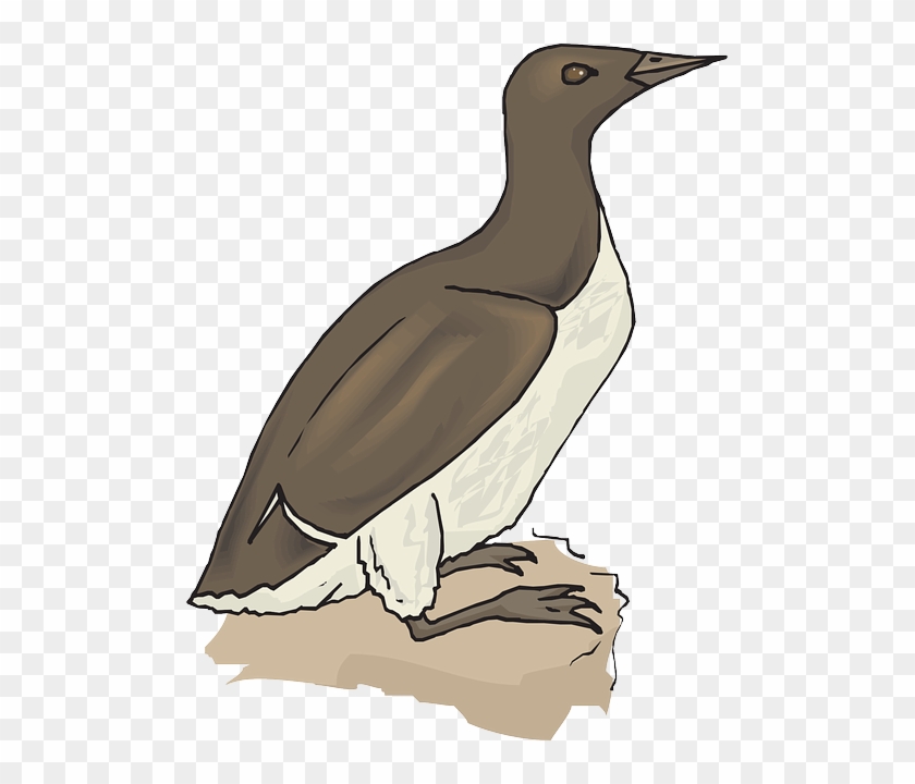 Wings, Animal, Feathers, Species - Bird #883419