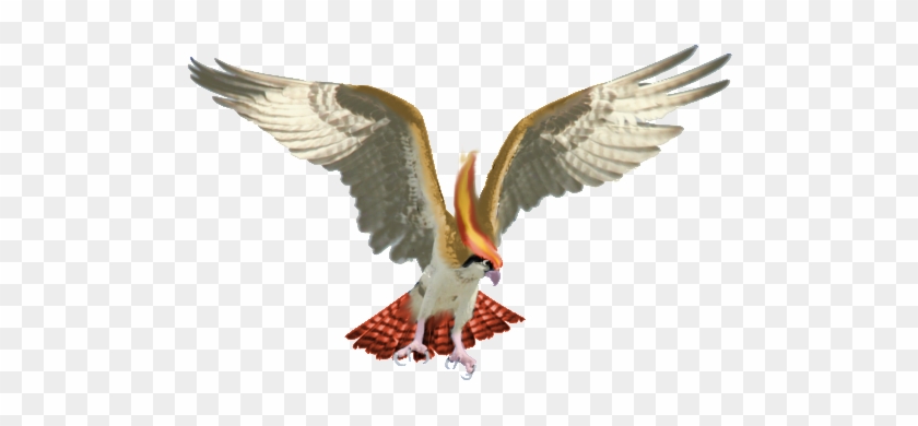 Real Pidgeot By Cyndermizuki - Bird Of Prey Wings #883644