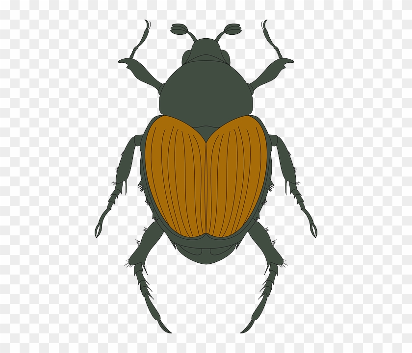 Brown, Top, Green, View, Wings, Insect, Beetle, Legs - Aerial View Of Insect #883872