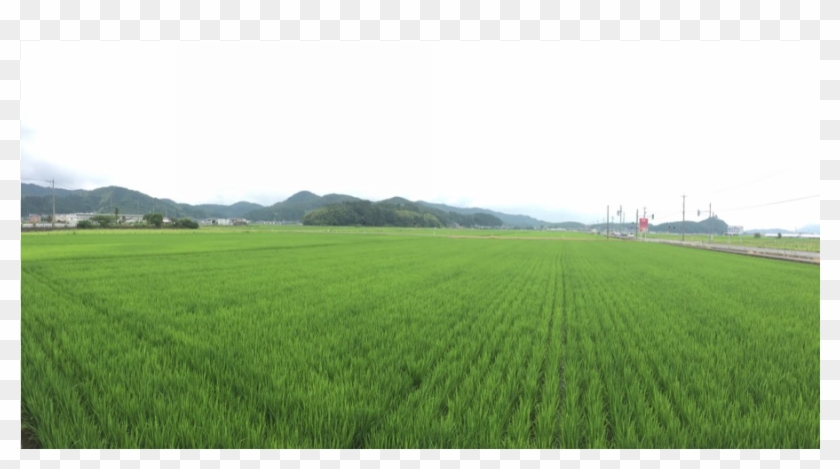 1 - Field #884673