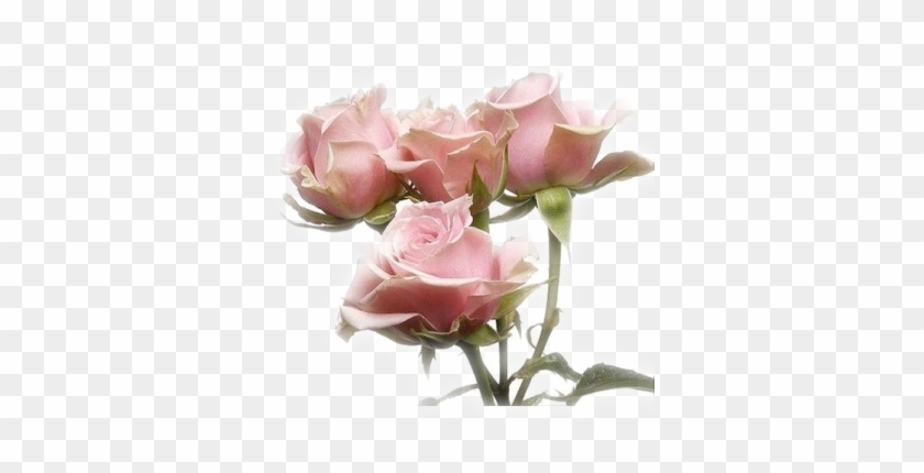 Requests - Open - Pink Spray Roses Names #884713