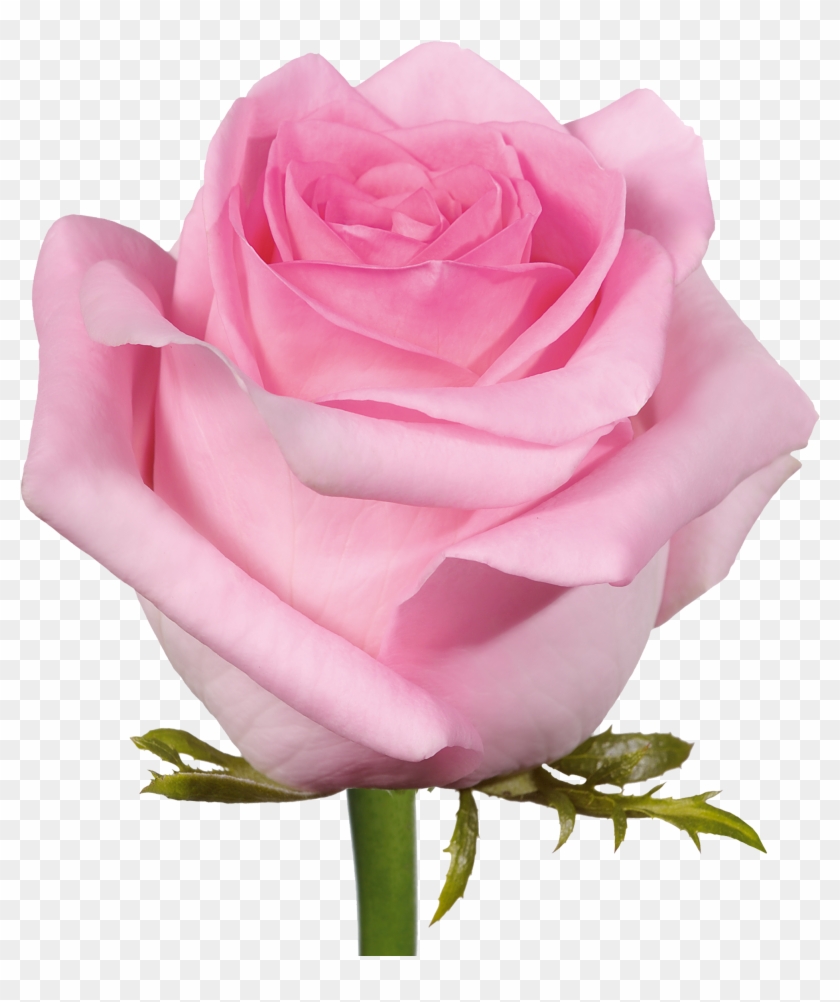   Flower #884748