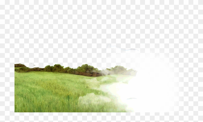 Grass #884756