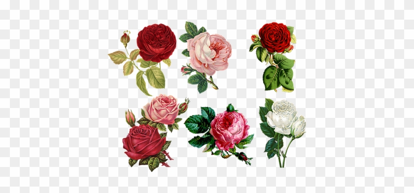 Roses, Collage, Vintage, Antique - Red Iphone 8 Plus #884759