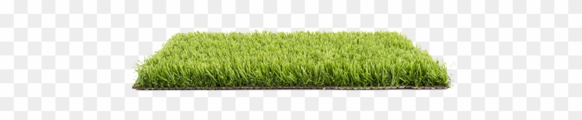 Mentha2 Turfgrass Psh - Lawn #884777